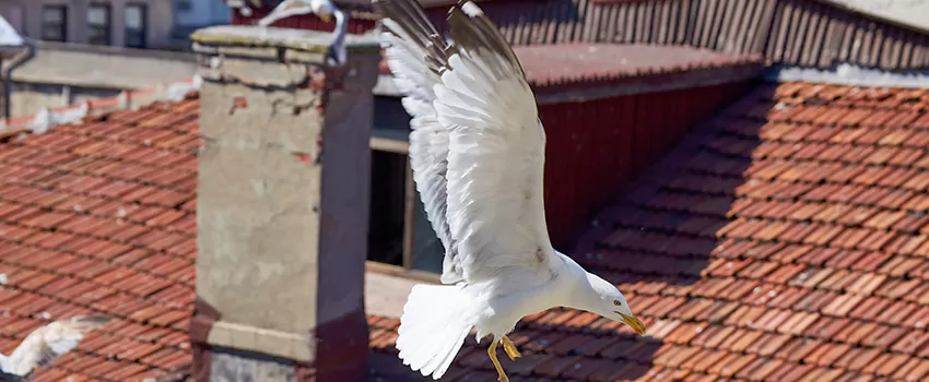 Residential Chimney Animal Removal Solution in Yorba Linda, CA